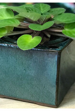 Pacific Home & Garden Verandah Self Watering Square Planters  - 6in L x 4.5in H - Jade
