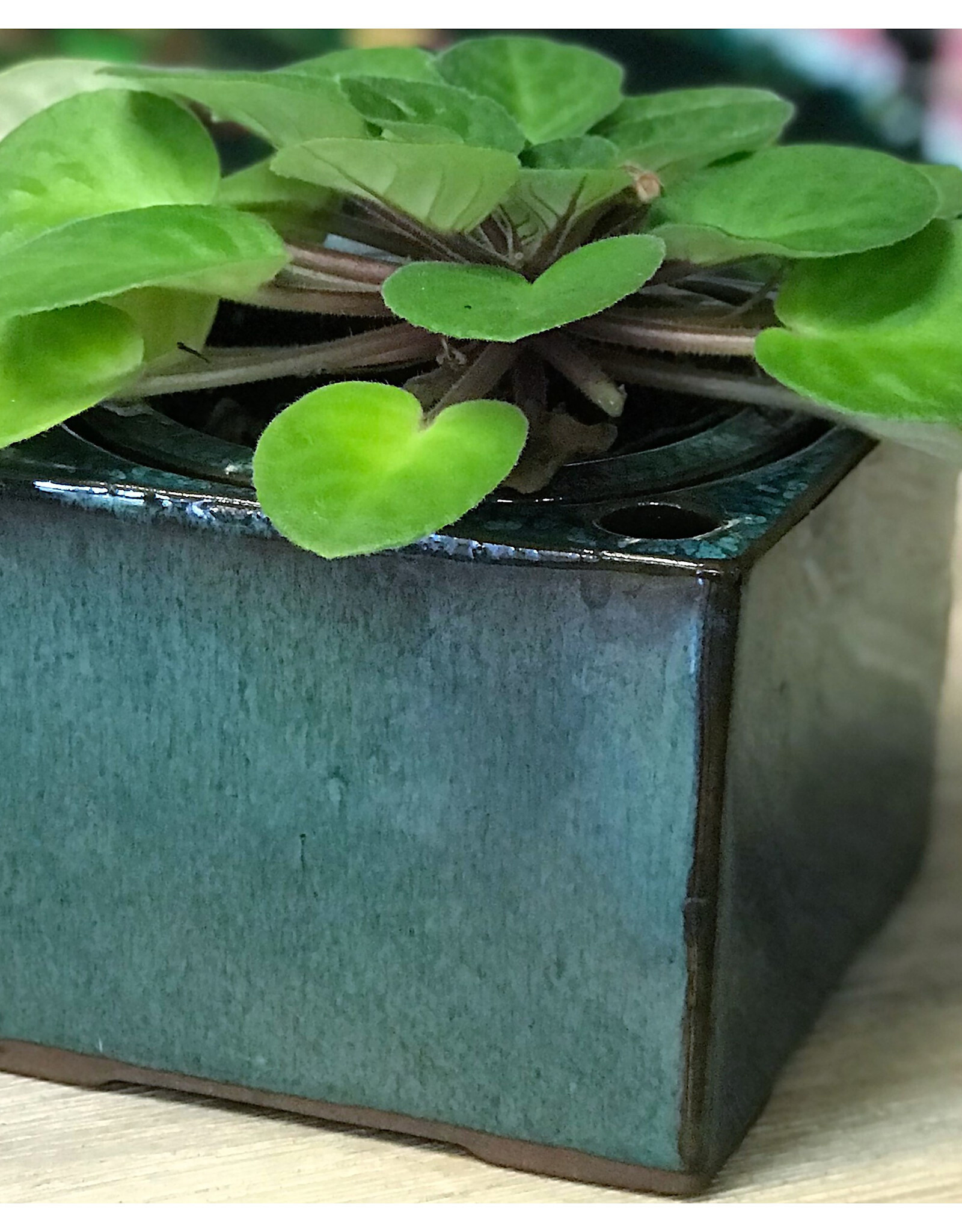 Pacific Home & Garden Verandah Self Watering Square Planters  - 6in L x 4.5in H - Jade