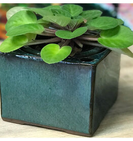 Pacific Home & Garden Verandah Self Watering Square Planters  - 6in L x 4.5in H - Jade