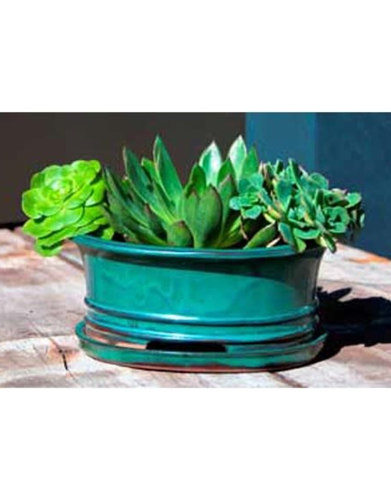 Pacific Home & Garden Verandah Ficus Bonsai Planters  - 8in - Jade