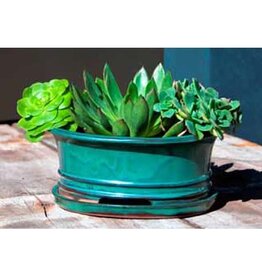 Pacific Home & Garden Verandah Ficus Bonsai Planters  - 8in - Jade
