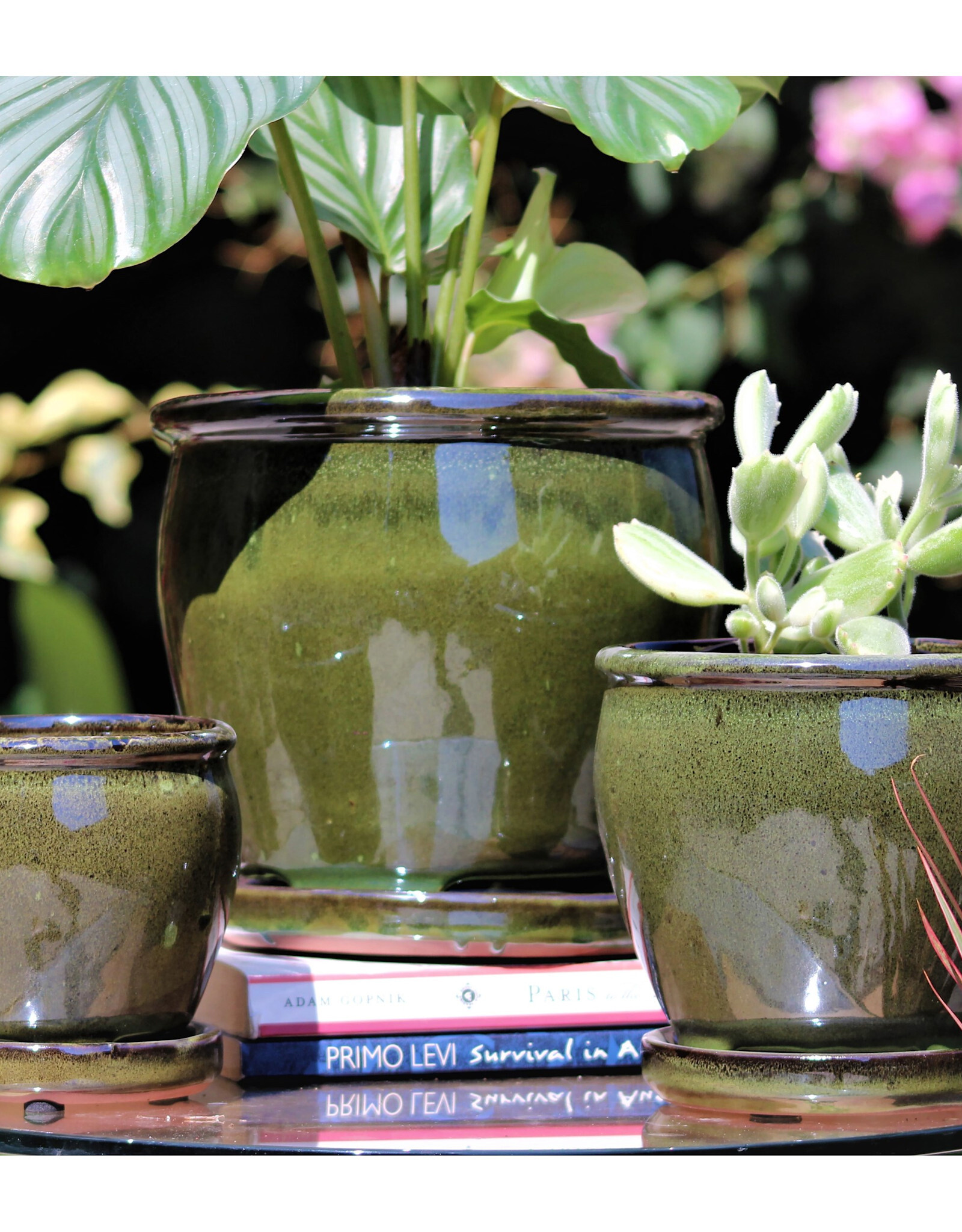 Pacific Home & Garden Verandah Butter Cup Pots  - 4.5in Diam x 4.5in H Green