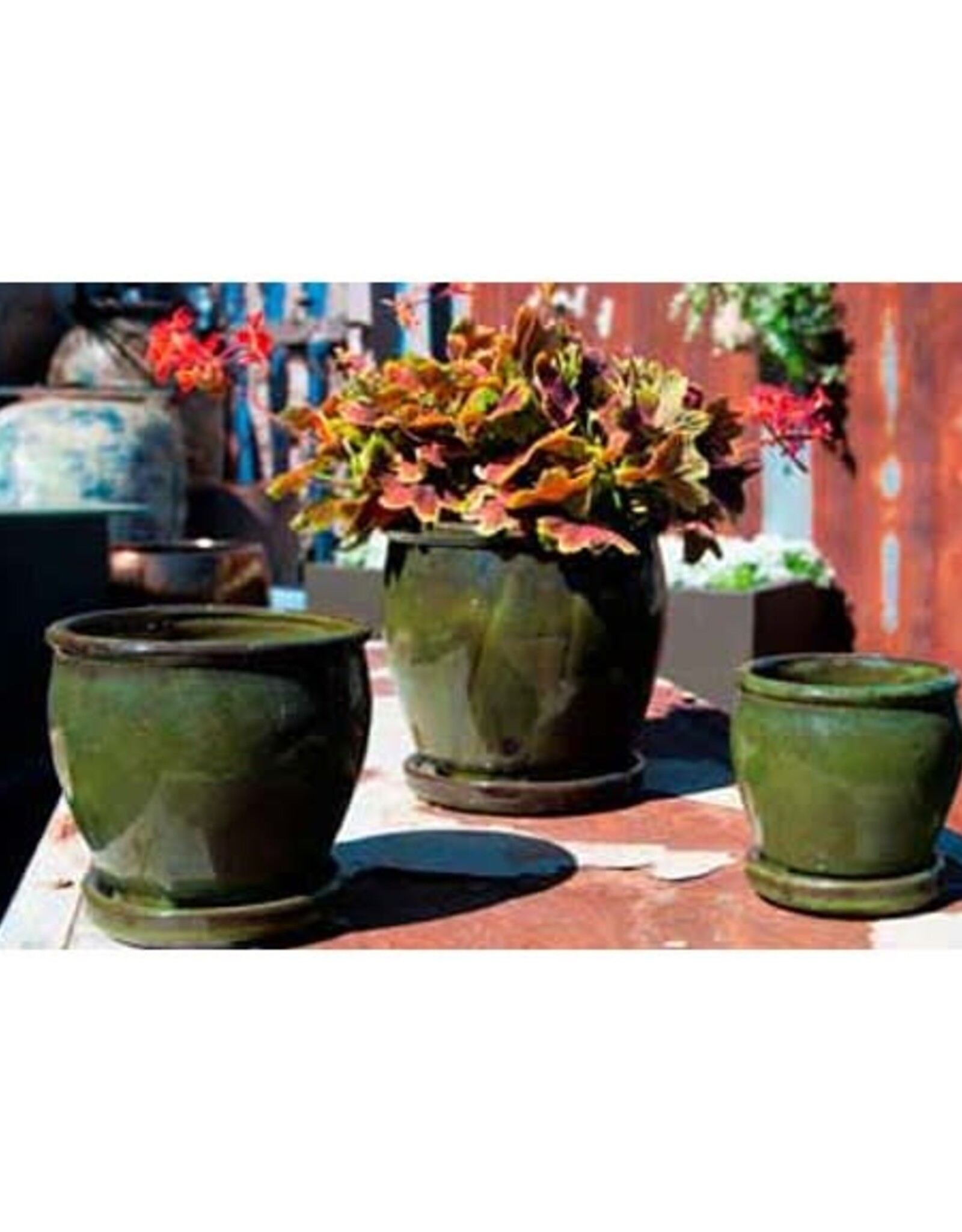 Pacific Home & Garden Verandah Butter Cup Pots  - 7.5in Diam x 7in H Green