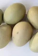 Dunlap Olive Egger Chicken P 4-17-2 Second Year Experimental Phase