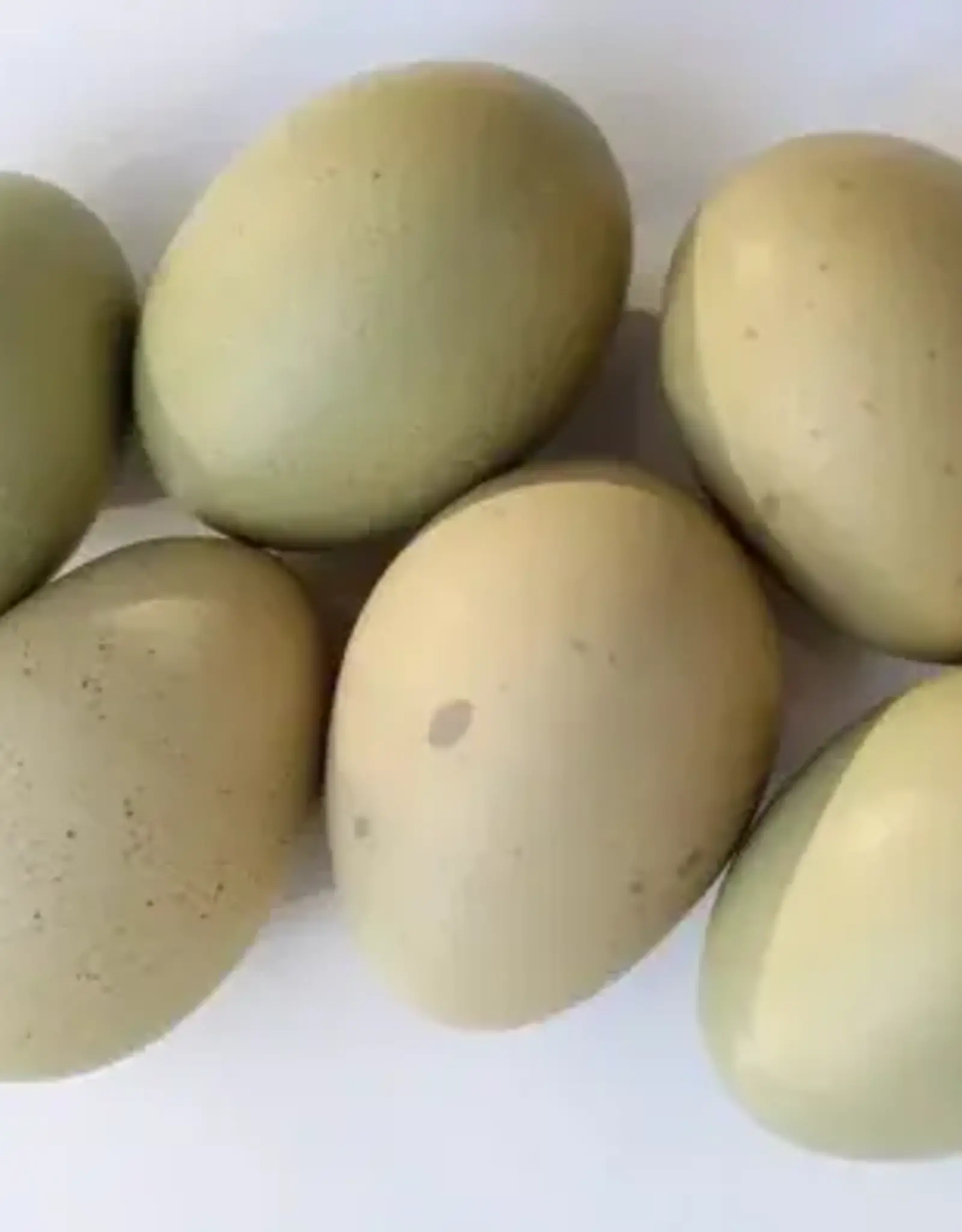 Dunlap Olive Egger Chicken P 4-17-2 Second Year Experimental Phase