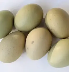 Dunlap Olive Egger Chicken P 4-17-26 Second Year Phase