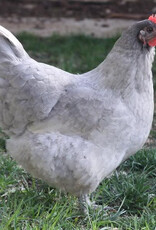 Dunlap Lavender Orpington SR 5-01-25