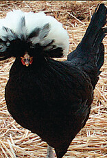 Dunlap White Crested Black Polish SR 5-01-26