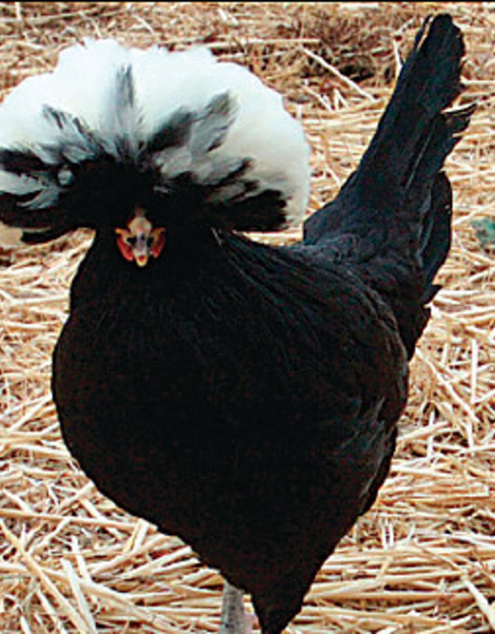 Dunlap White Crested Black Polish SR 5-01-26