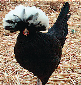 Dunlap White Crested Black Polish SR 5-01-25