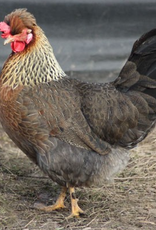Dunlap Cream Legbar PULLET 5-15-26