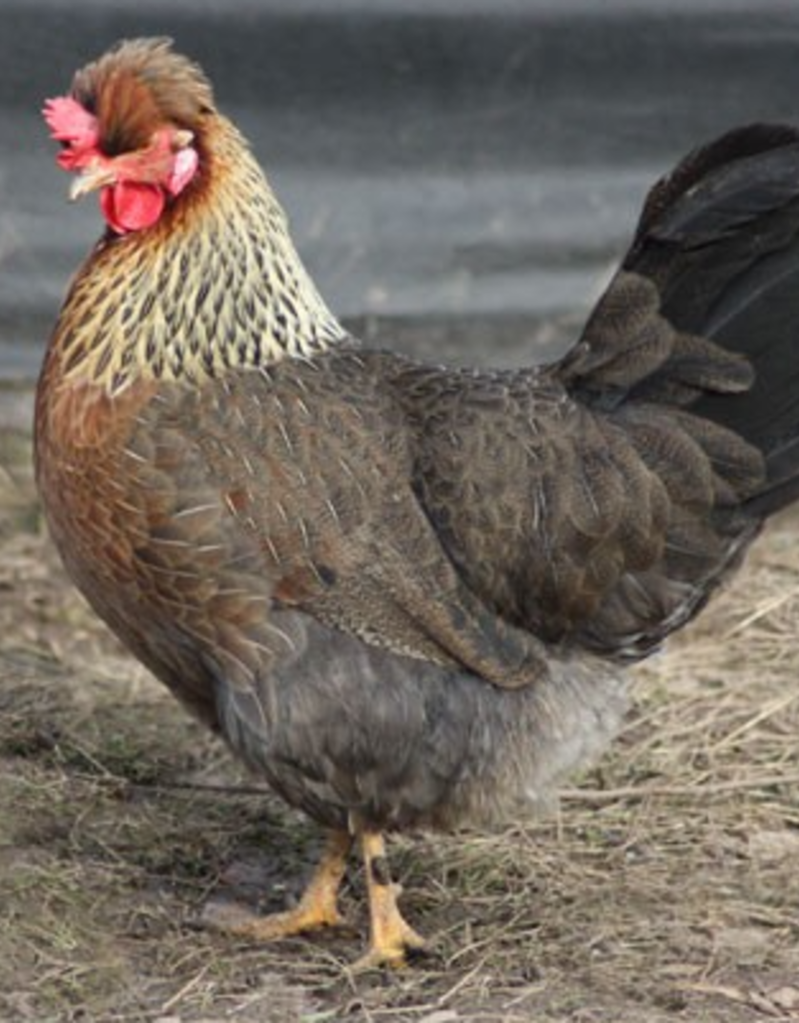 Dunlap Cream Legbar PULLET 5-15-26