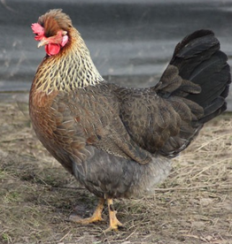 Dunlap Cream Legbar PULLET 5-15-26