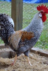 Dunlap Cream Legbar ROOSTER 5-15-26