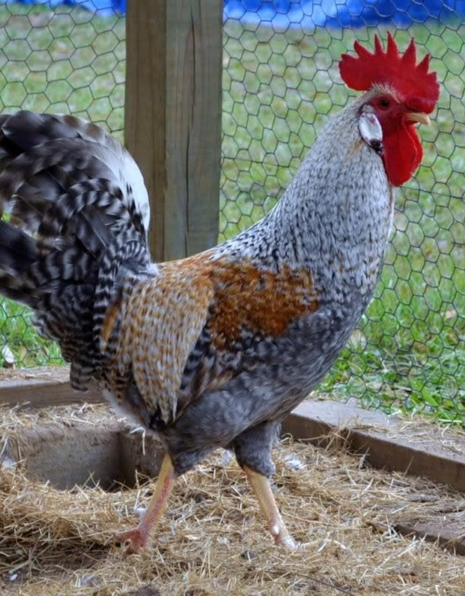 Dunlap Cream Legbar ROOSTER 5-15-26