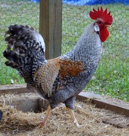 Dunlap Cream Legbar ROOSTER 5-15-25