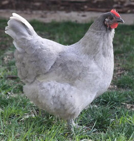 Dunlap Lavender Orpington SR 6-12-26