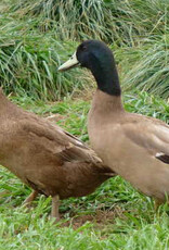 Metzer Khaki Campbell Duck Straight Run 4-03-25