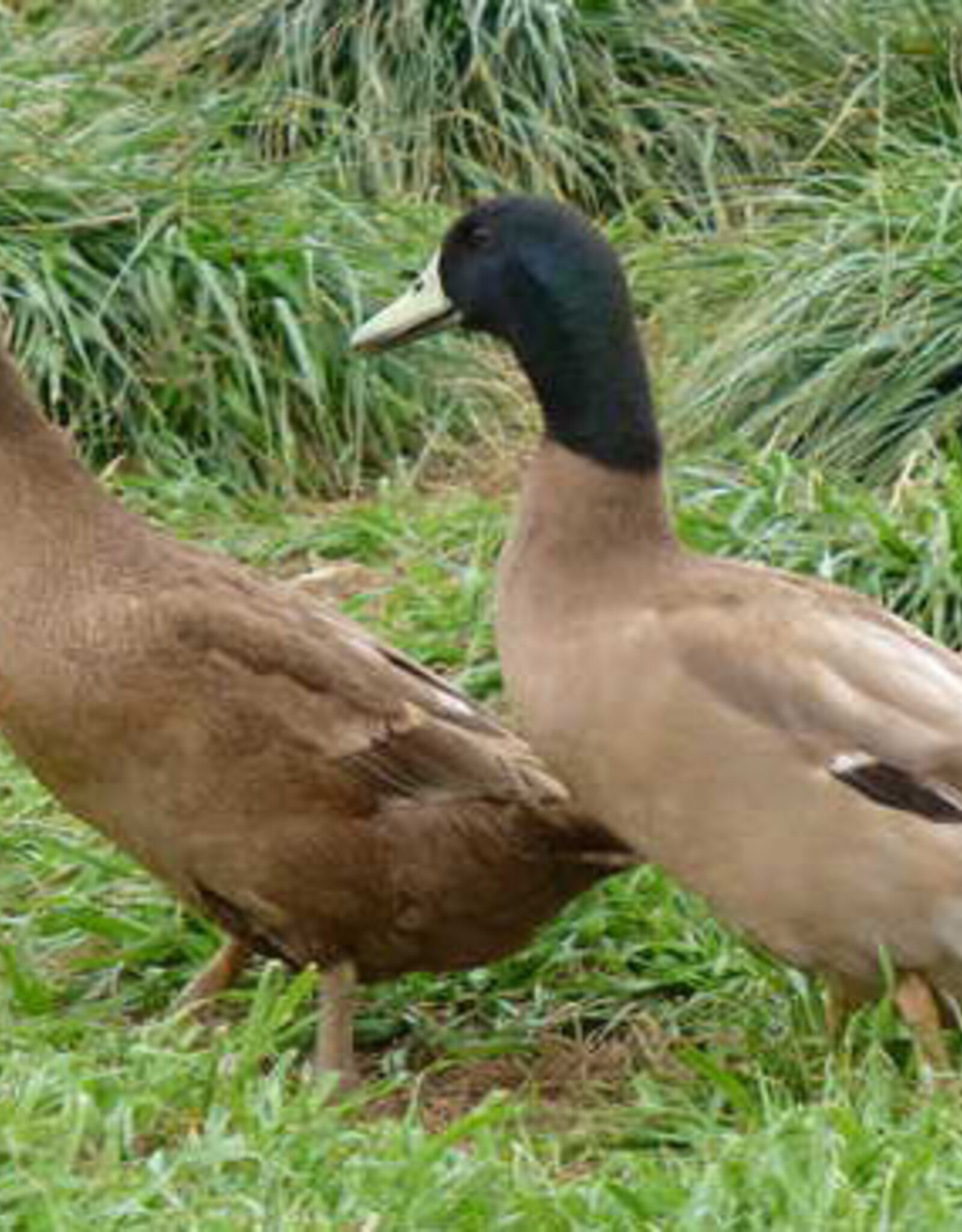 Metzer Khaki Campbell Duck Straight Run 4-03-25