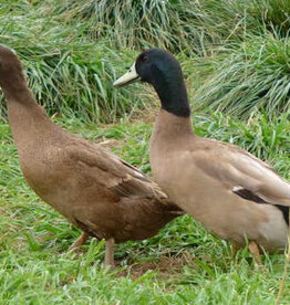 Metzer Khaki Campbell Duck Straight Run 4-03-26