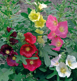 Walters Gardens Alcea rosea 'Fiesta Time' #1- Hollyhock