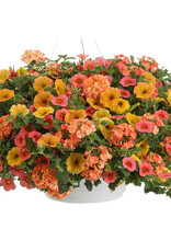 Proven Winners Annual Hanging Basket- Beach Sunset 12 inch-2026 PRE-BOOK