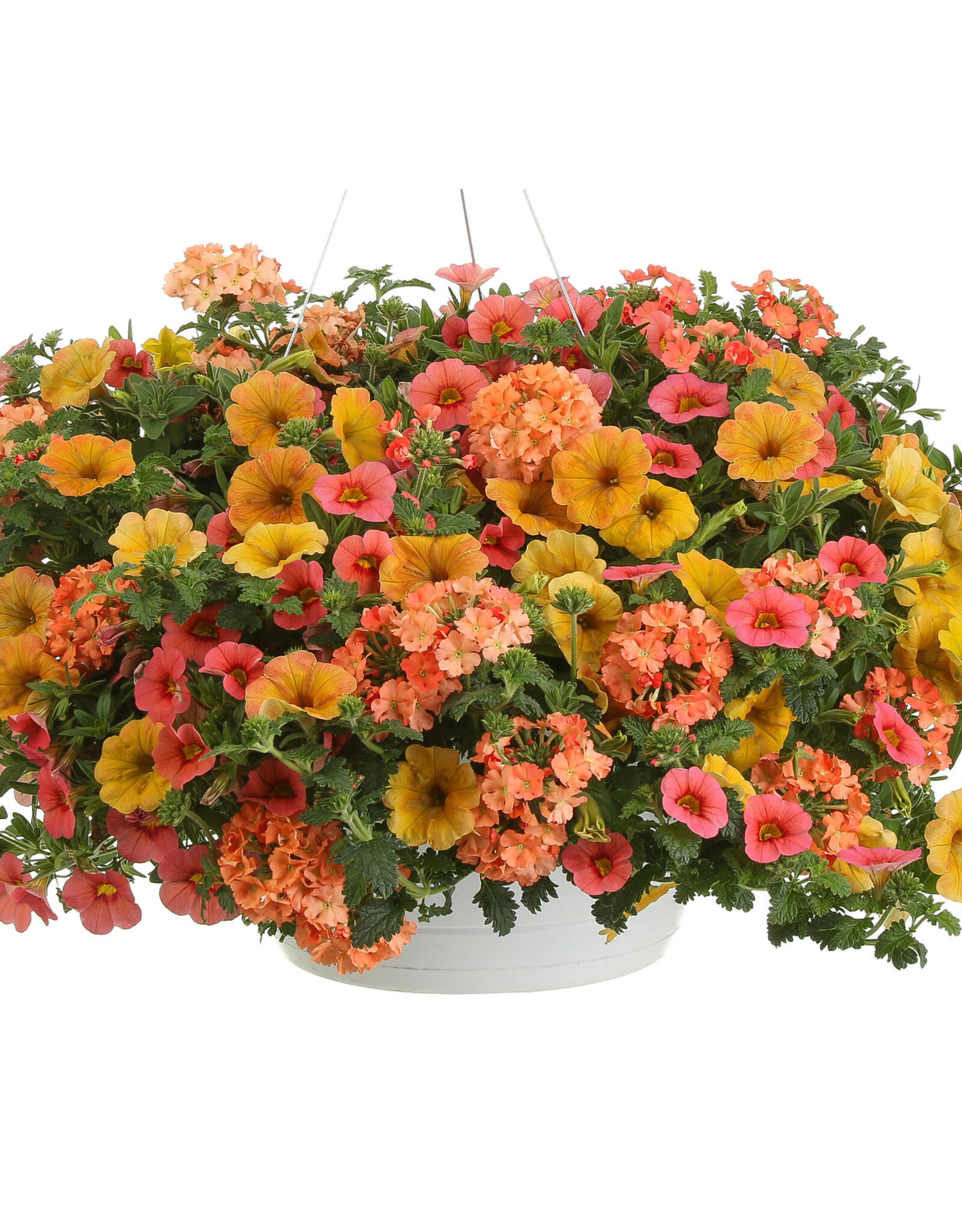Proven Winners Annual Hanging Basket- Beach Sunset 12 inch-2026 PRE-BOOK