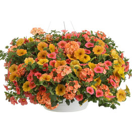 Proven Winners Annual Hanging Basket- Beach Sunset 12 inch-2026 PRE-BOOK