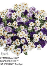 Proven Winners Annual Hanging Basket- Royal Spark 12 inch