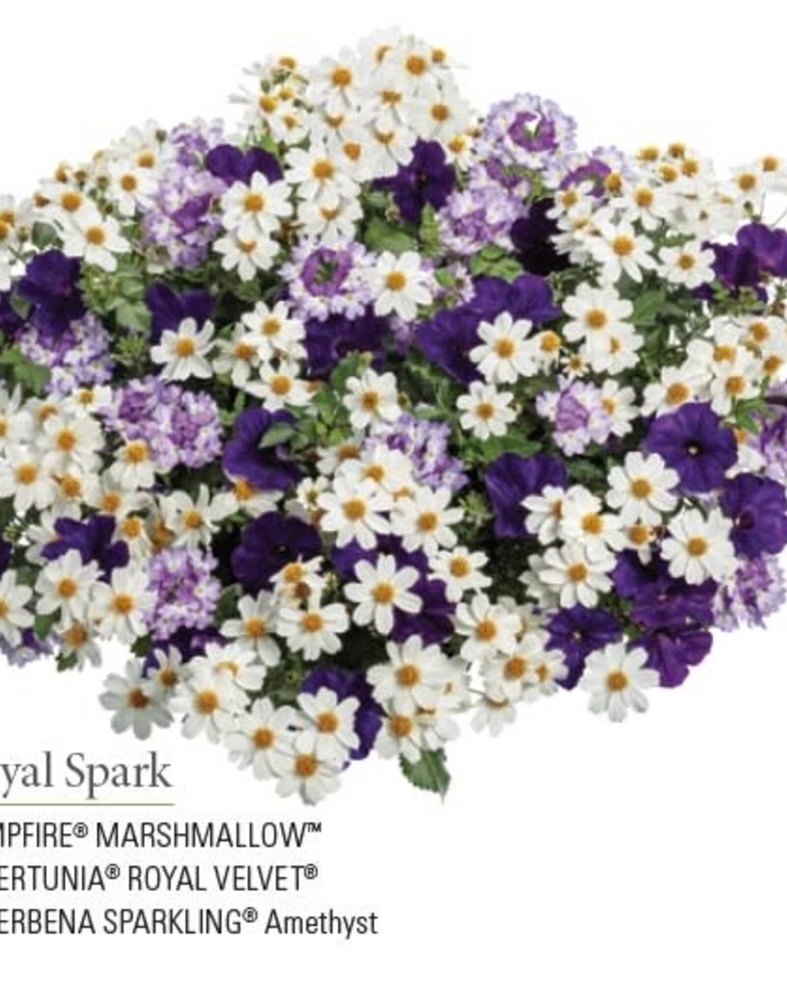 Proven Winners Annual Hanging Basket- Royal Spark 12 inch