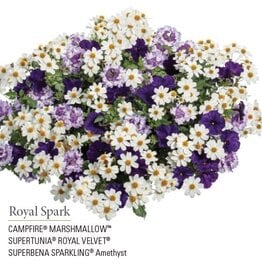 Proven Winners Annual Hanging Basket- Royal Spark 12 inch