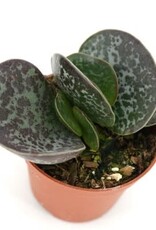 Cascade Tropicals Adromischus maculatus Calico Hearts 2in