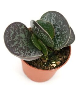 Cascade Tropicals Adromischus maculatus Calico Hearts 2in