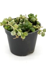 Cascade Tropicals Senecio rowleyanus variegata String of Pearls 2in