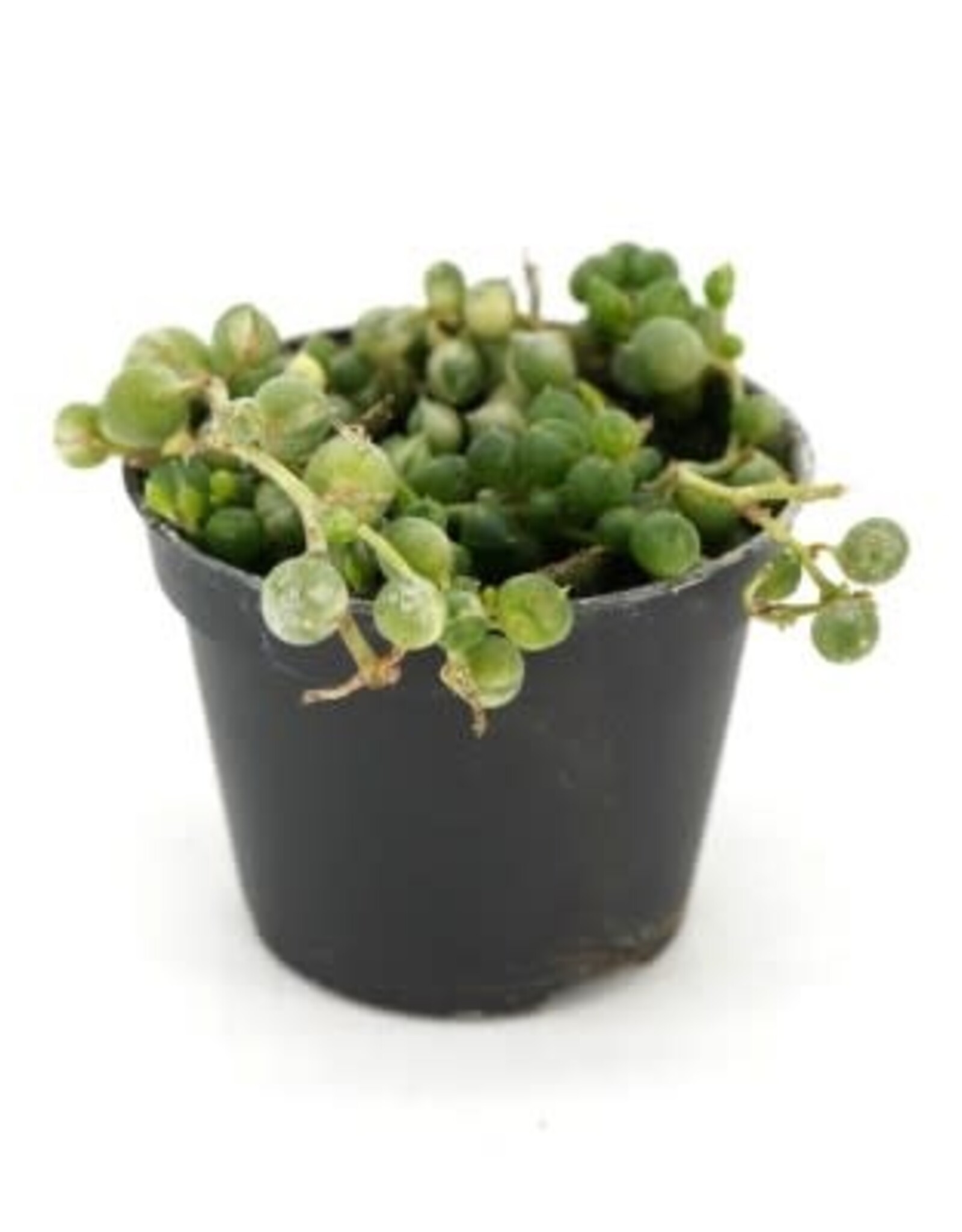 Cascade Tropicals Senecio rowleyanus variegata String of Pearls 2in