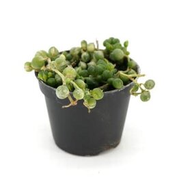 Cascade Tropicals Senecio rowleyanus variegata String of Pearls 2in