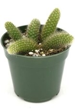 Cascade Tropicals Cleistocactus winteri ssp. colademononis Monkey's Tail Cactus 4in