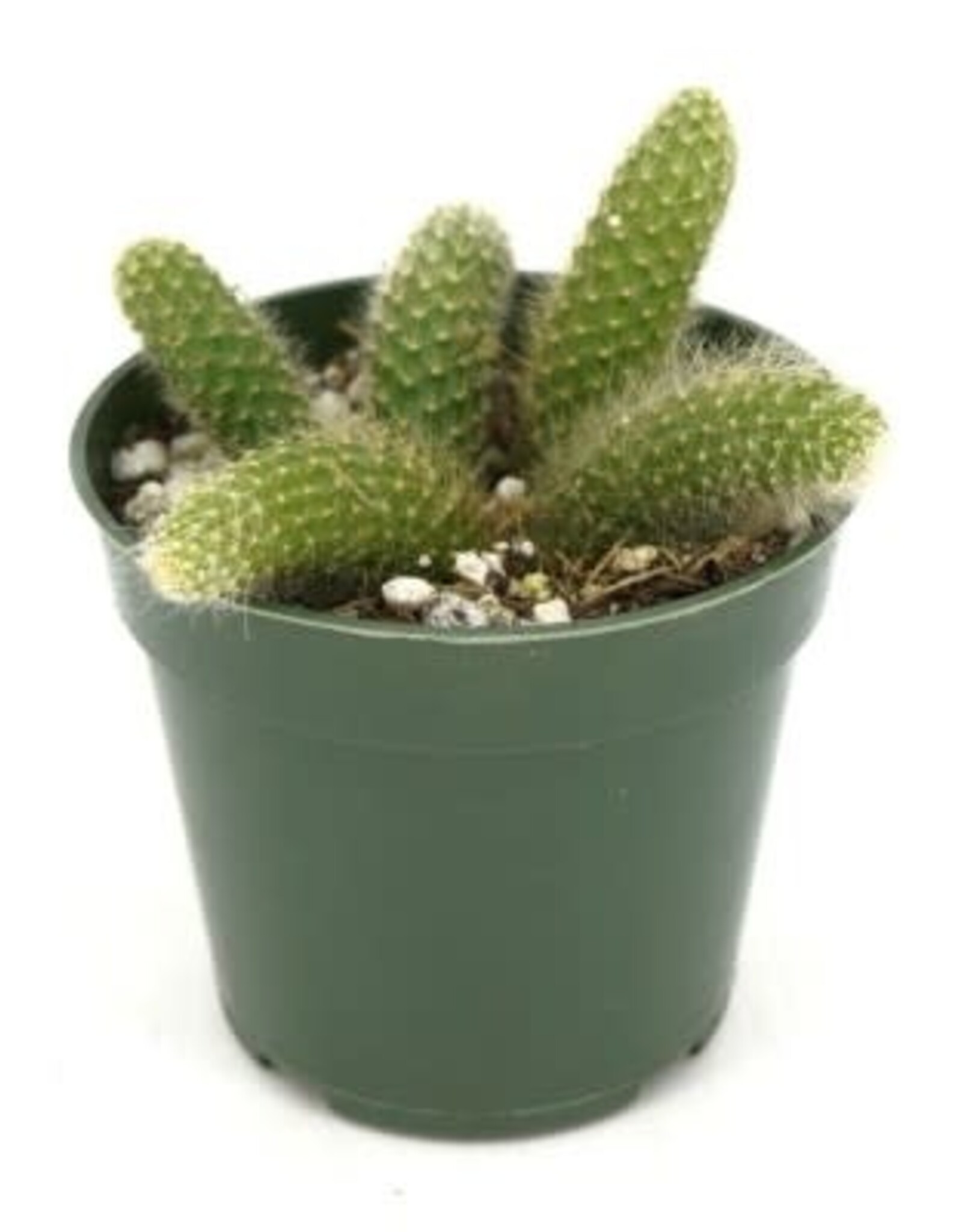 Cascade Tropicals Cleistocactus winteri ssp. colademononis Monkey's Tail Cactus 4in