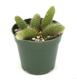 Cascade Tropicals Cleistocactus winteri ssp. colademononis Monkey's Tail Cactus 4in