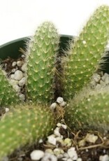 Cascade Tropicals Cleistocactus winteri ssp. colademononis Monkey's Tail Cactus 4in