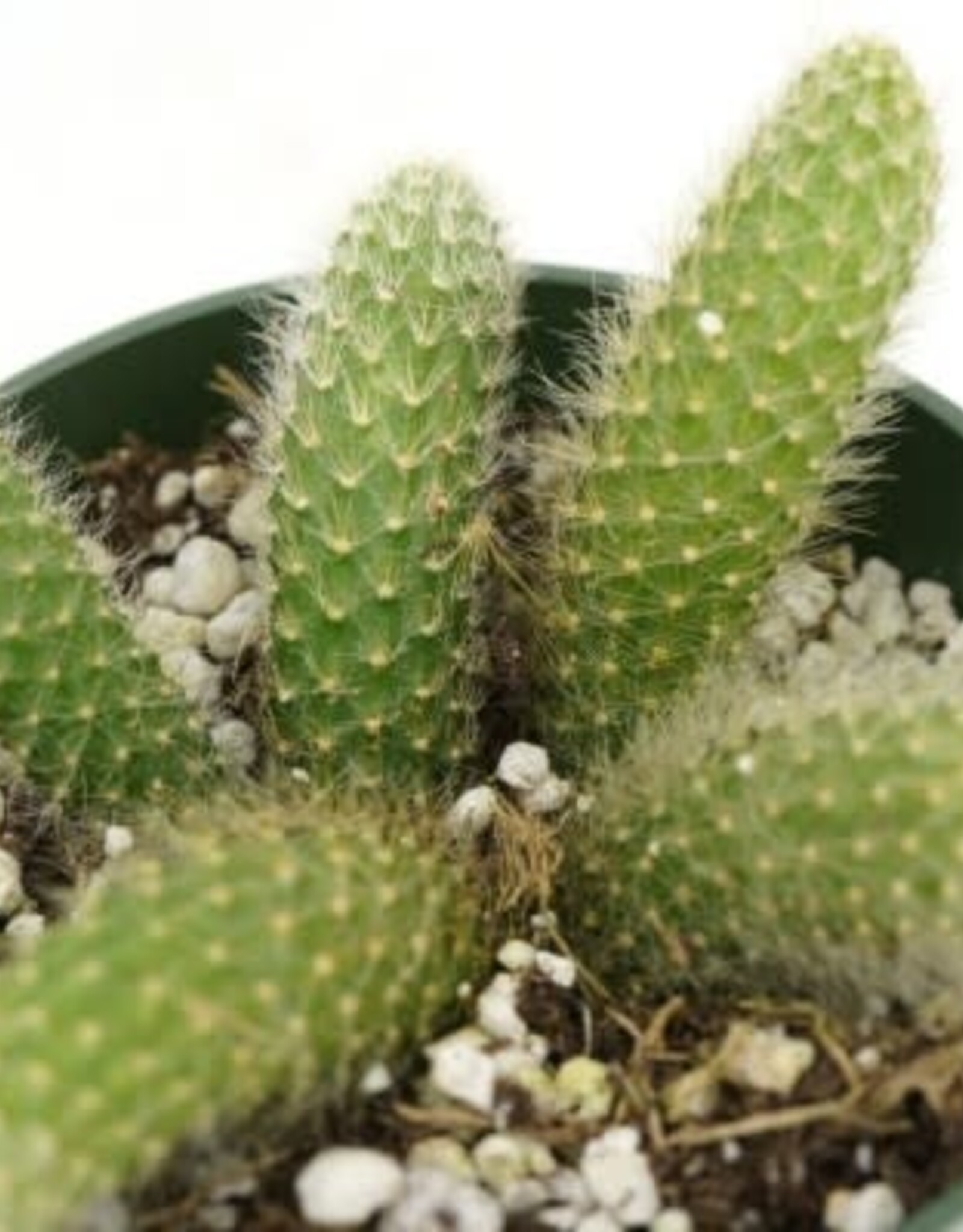Cascade Tropicals Cleistocactus winteri ssp. colademononis Monkey's Tail Cactus 4in