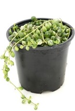 Senecio rowleyanus variegata String of Pearls 4in