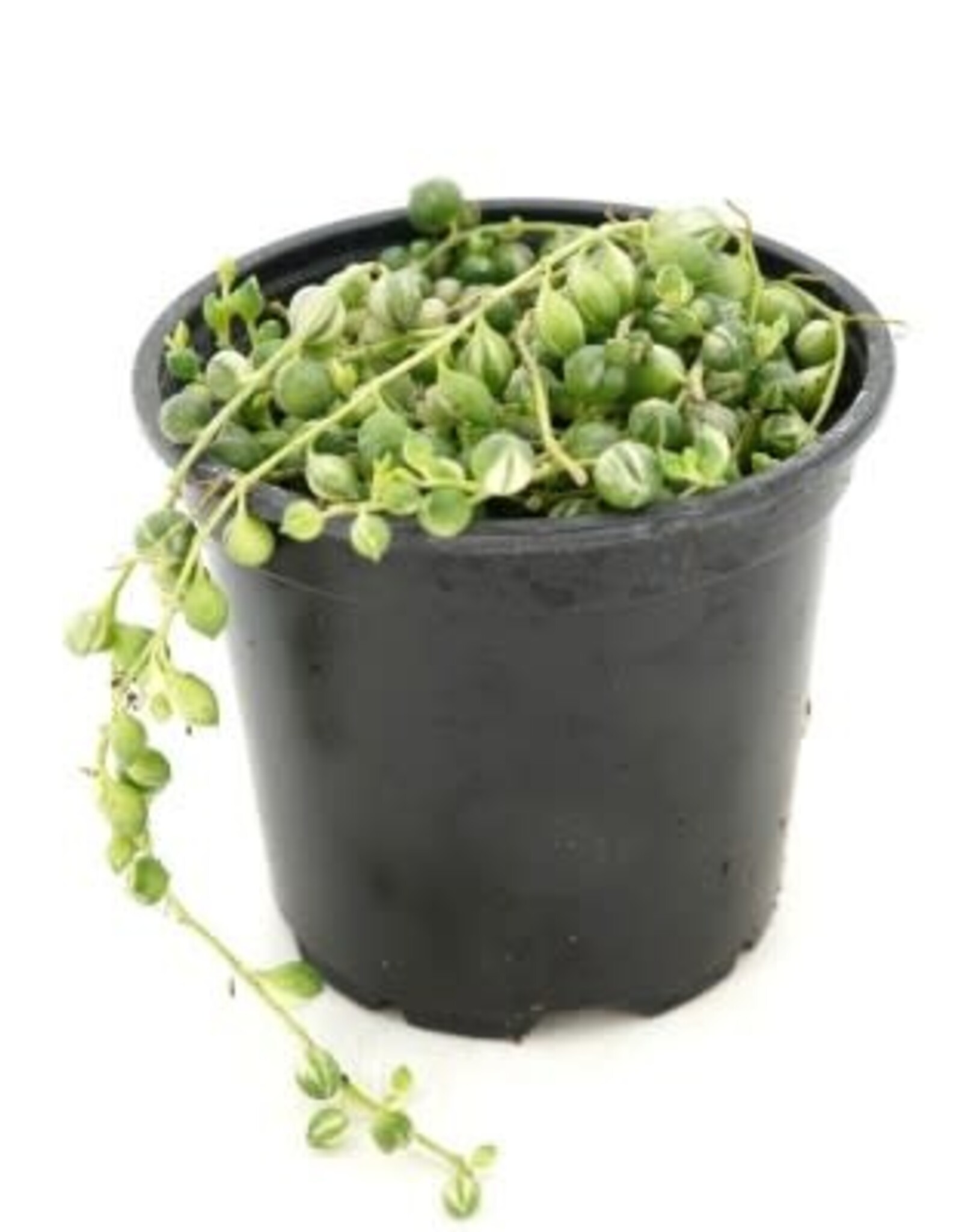 Senecio rowleyanus variegata String of Pearls 4in