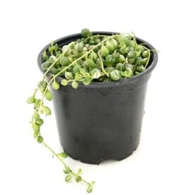 Senecio rowleyanus variegata String of Pearls 4in