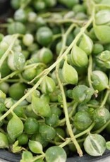Senecio rowleyanus variegata String of Pearls 4in