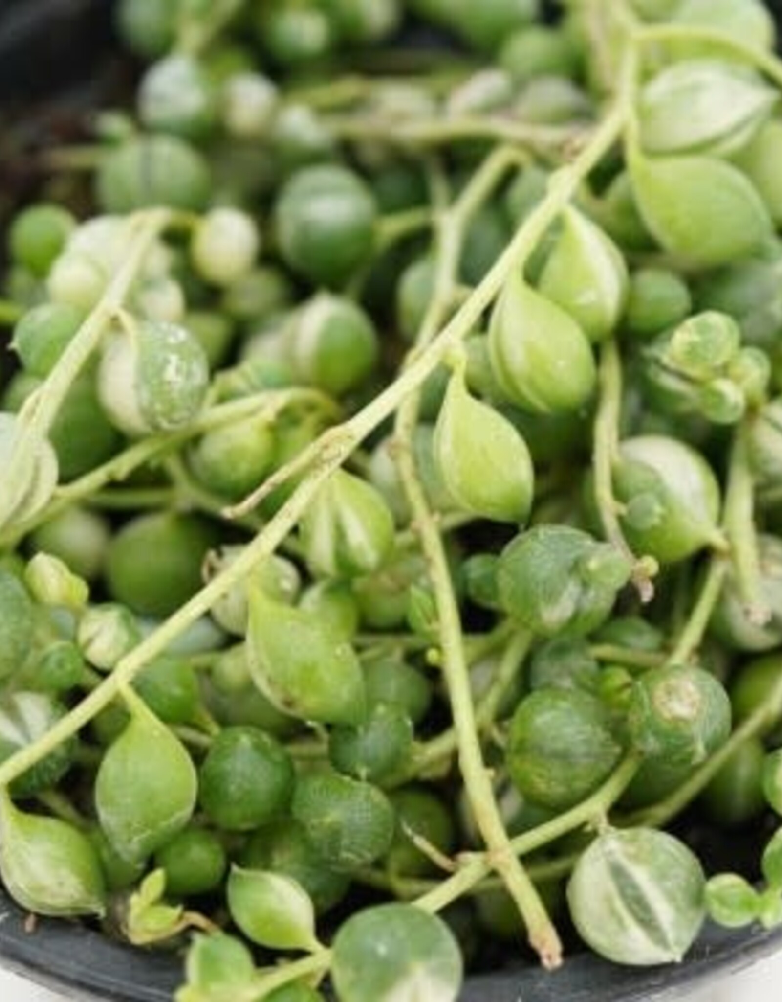 Senecio rowleyanus variegata String of Pearls 4in