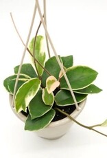 Hoya carnosa 'Krimson Queen' - HB 6in Wax Plant