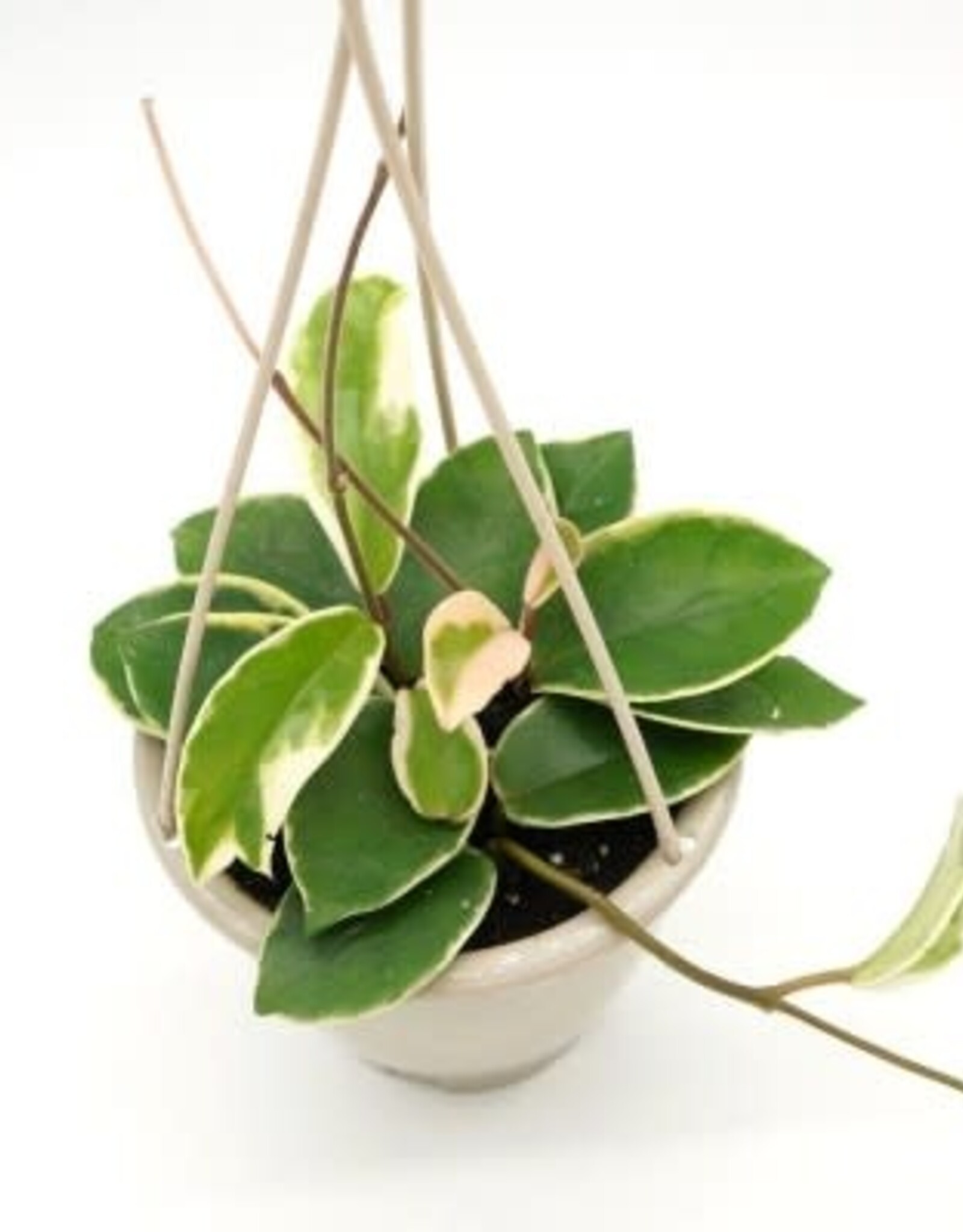 Hoya carnosa 'Krimson Queen' - HB 6in Wax Plant