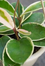 Hoya carnosa 'Krimson Queen' - HB 6in Wax Plant