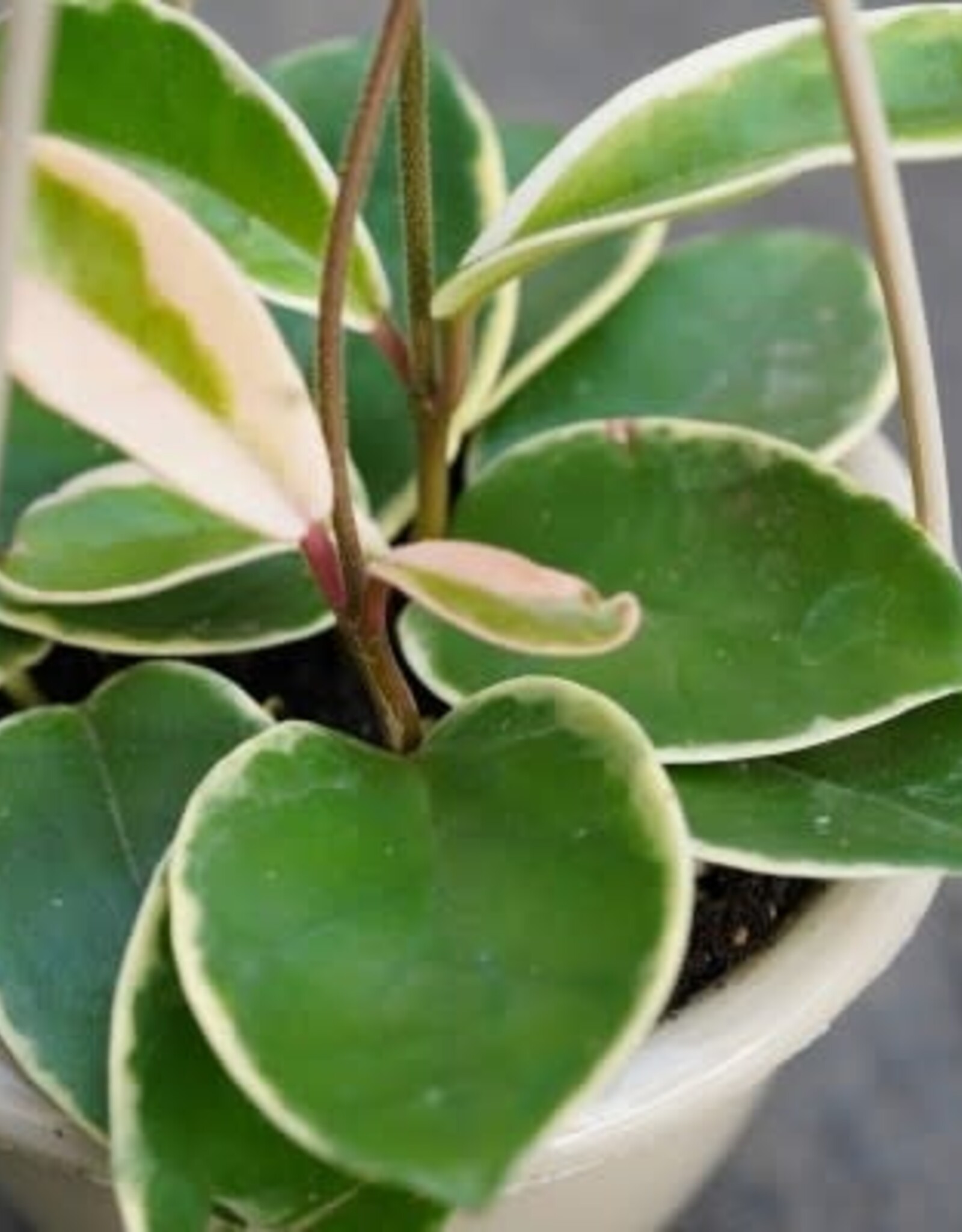 Hoya carnosa 'Krimson Queen' - HB 6in Wax Plant